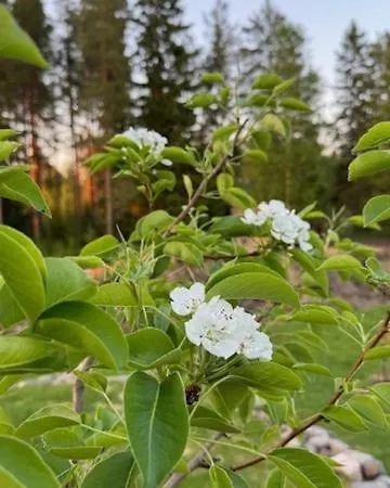 아파트 Kontion Keidas Maaseudulla Varattavissa Myoes Takkatupa Ja Sauna 오울루